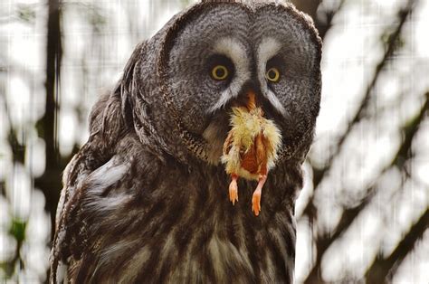 Makanan Burung Hantu Lengkap Untuk Semua Jenis - HoBinatang