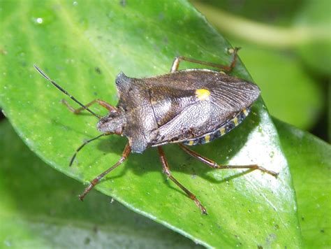 Red-legged Shield Bug Pentatoma rufipes - BRITISH NATURE GUIDE