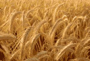 grain summer field champ de céréales, grain , getreide , field , feld , sommer , fond ...