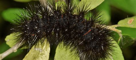 Austin Archives | Black fuzzy caterpillar, Black caterpillar, Fuzzy caterpillar