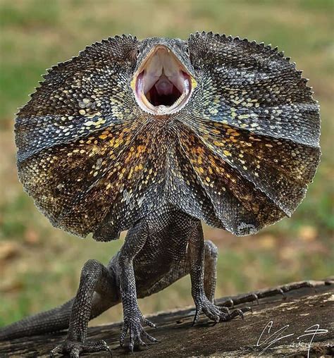 Earth Untamed on Instagram: “Frilled-necked lizard (Chlamydosaurus ...