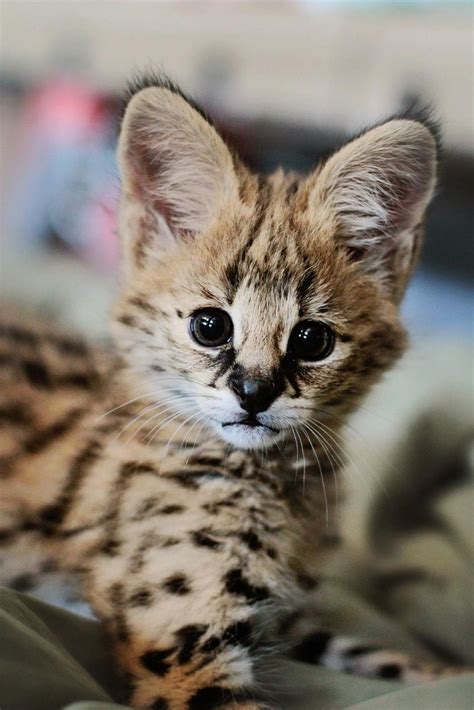 Serval kitten...What a sweetie-cat! Kittens Cutest, Cats And Kittens, Cute Cats, Big Cats, Funny ...