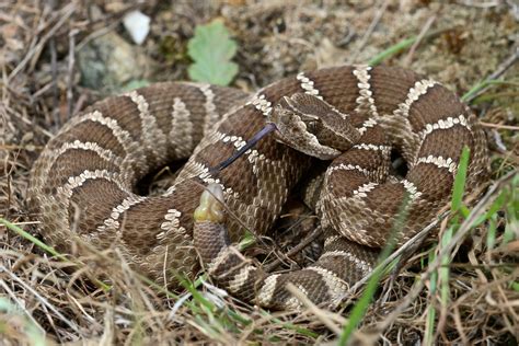 Baby Timber Rattlesnake