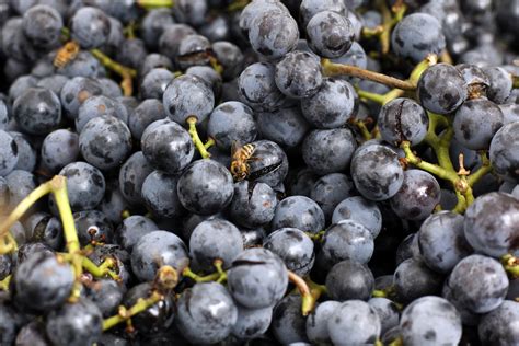 8 Surprising Facts About Concord Grapes | Eat + Run | US News