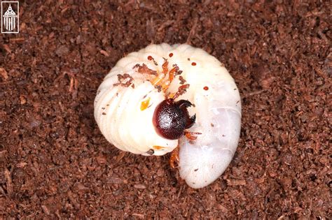 Eastern Hercules Beetle (Dynastes tityus) larva. – USBeetles