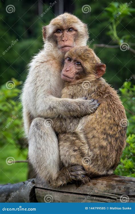 2 Monkeys Hugging Royalty-Free Stock Photography | CartoonDealer.com ...