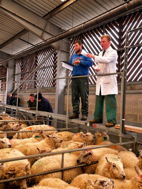 Melton Mowbray Market – Livestock Auctions