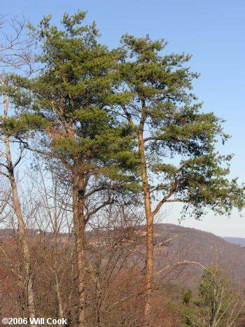 Virginia Pine (Pinus virginiana) | Trees and shrubs, Nature tree, Tree