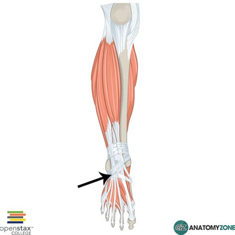 Inferior Extensor Retinaculum - AnatomyZone