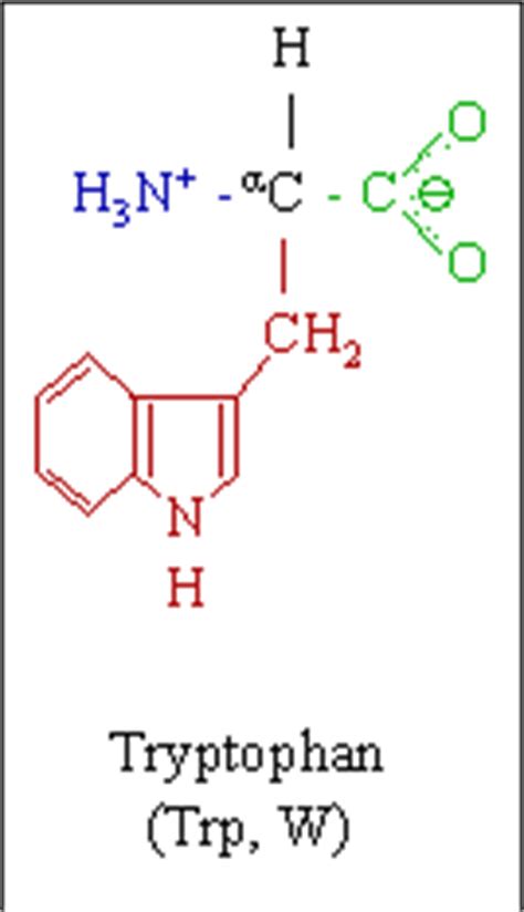 The Tryptophan Molecule