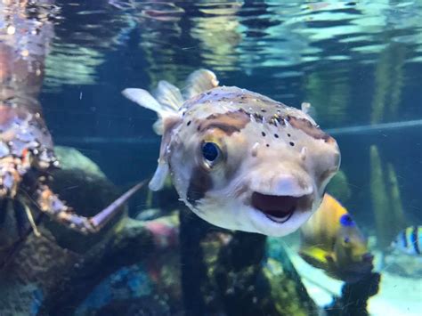 Explore the Mote Marine Aquarium - Anna Maria Island