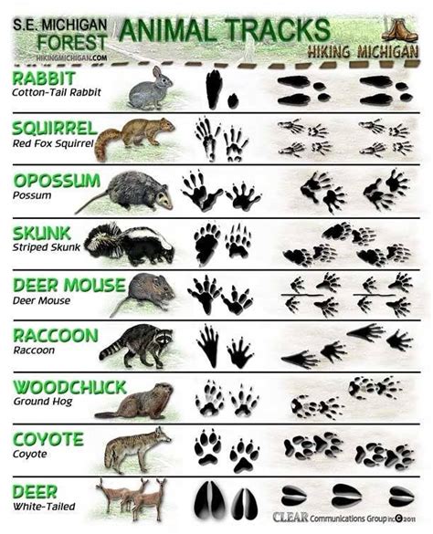 22 Absolutely Essential Diagrams You Need For Camping | Animal tracks, Wilderness survival ...