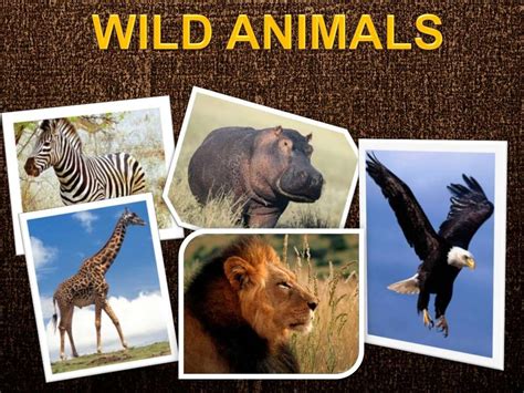 PPT. WILD ANIMALS (SCIENCE 2º P)