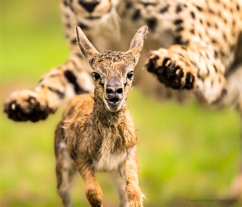 3rd place in Golden Turtle Awards 2018 – Arnfinn Johansen Wildlife ...