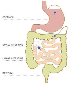 Gassy Stomach: Gassy Stomach Treatment as well as Home Remedies with ...