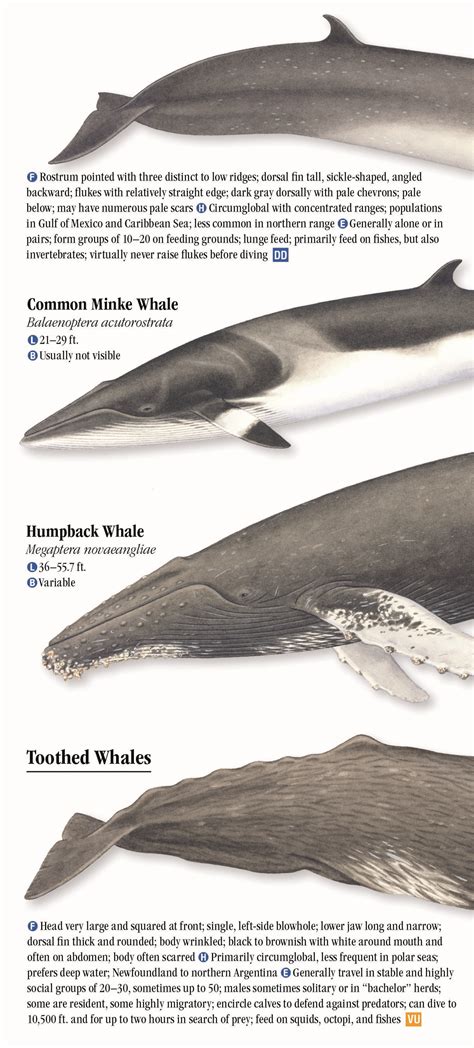 Whales, Dolphins and Porpoises of the Atlantic and Gulf Coasts – Quick Reference Publishing ...