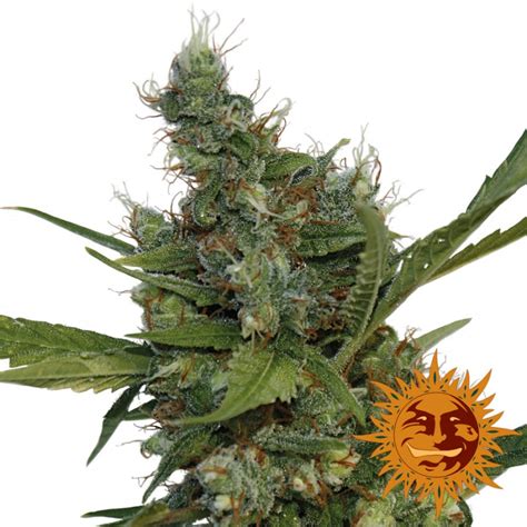 Morning Glory - Cannabis Seeds - Barney's Farm