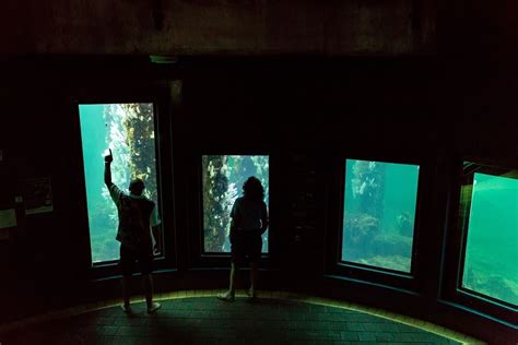 Whales, Sharks & Storms! Busselton Jetty Is Launching A New Underwater Observatory Tour This ...