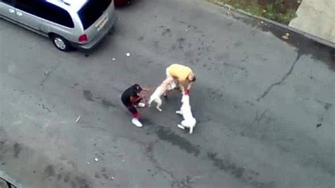 Bronx pit bull attack leads to arrest - CNN