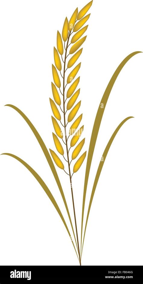 Environmental Concept, Vector Illustration of Beautiful Ripe Rice Crop or Cereal Plants with ...