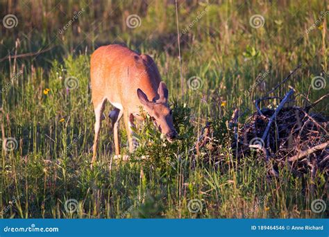 Horizontal Frontal View of Young Female White-tailed Deer Standing in Field Eating Foliage Stock ...