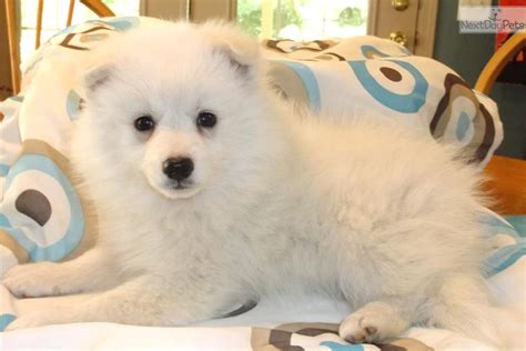 Meet Alphie a cute American Eskimo Dog puppy for sale for $350. Rescue Alphie