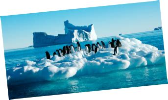 What Threats do Emperor Penguins Face? - The Migration of the Emperor ...