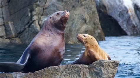 Kenai Fjords Wildlife Cruise Named Most Popular Attraction in Alaska by TripAdvisor - Major ...