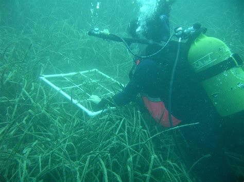 Murat Özaydınlı - Mapping and Conservation of Posidonia oceanica Beds in Aegean Sea: Assessing ...