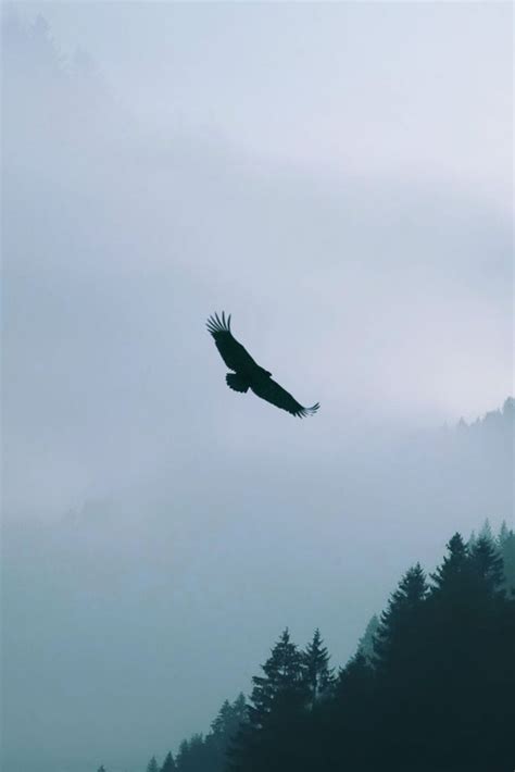 Eagle Flying Over Woodland Mountain | Beautiful scenery pictures, Eagle wallpaper, Mountain ...