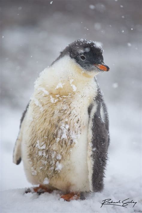 Gentoo Penguin Baby