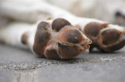 How To Treat Hyperkeratosis in Dogs - Stumps and Rumps