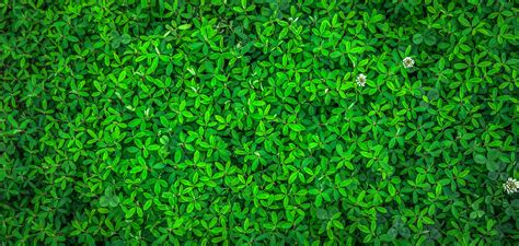 Green Leaf 4K wallpaper