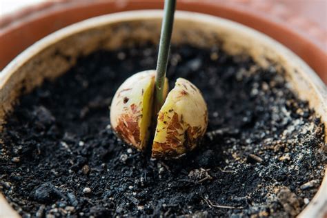 All You Need To Know About The Avocado Seed Growing Stages