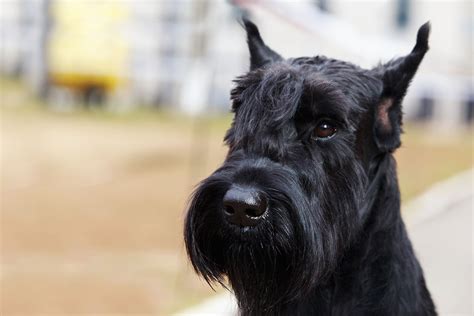 Giant Schnauzer: Dog Breed Characteristics & Care