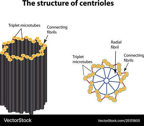 Structure centrioles infographics Royalty Free Vector Image