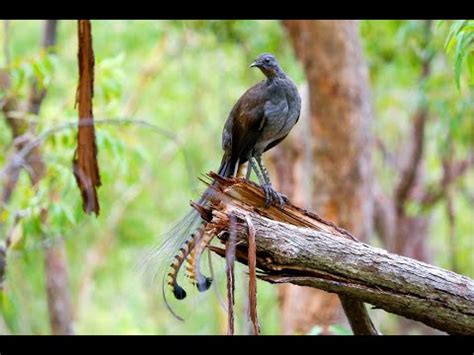 Lyrebird, superb lyrebird, mimicry bird: The Best Song bird, call other ...