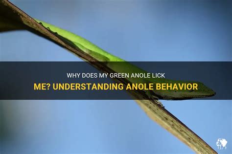 Why Does My Green Anole Lick Me? Understanding Anole Behavior | PetShun