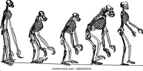 This Illustration Shows Skeletons Anthropid Apes Stock Vector (Royalty ...