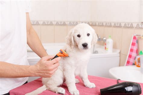 Master Dog Grooming at Home: A Simple Guide - Giggle Pets