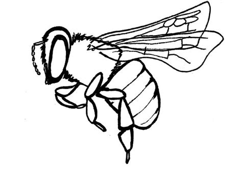 How to Draw a Honey Bee, Step by Step, Bugs, Animals, FREE Online ...