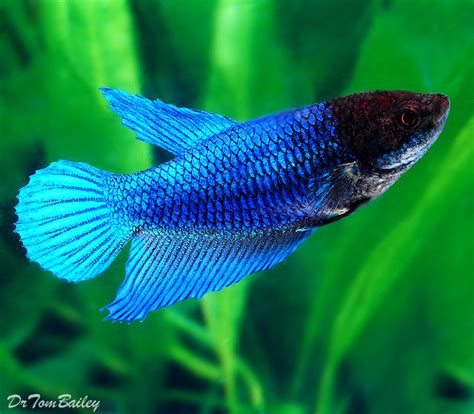 Premium FEMALE Blue Betta Fish