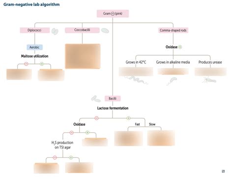 Gram Negative Rods Diagram | Quizlet