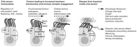 Model of sensory function in motile cilia in the airway | Download ...