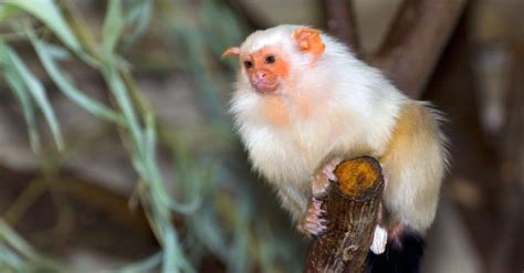 The 10 Smallest Monkeys in the World - IMP WORLD