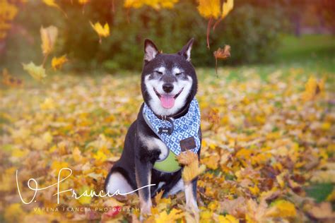 Fall photo shoot Ideas for Dogs 🐾🍂🍁 | Fall photoshoot, Fall photos, Pic pose