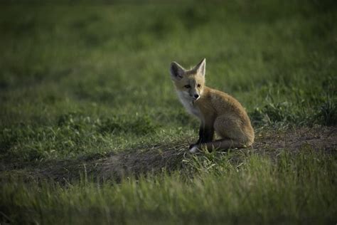 Montana Wildlife Photography | Wildlife photography, Wildlife, Mountain ...