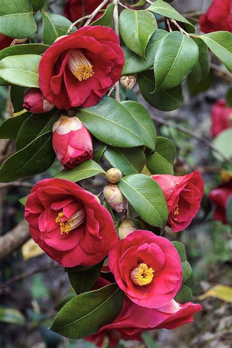 Camellia Japonica Photograph by Brian Gadsby/science Photo Library - Pixels