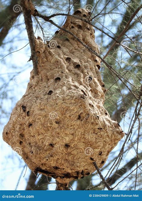 Hornets Nest on a Tree Branch Stock Image - Image of insect, nest ...