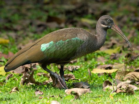 Hadada Ibis - eBird in 2021 | Pretty birds, Bird species, Ibis